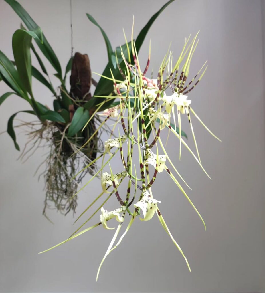 Fragrant Spider Orchid
