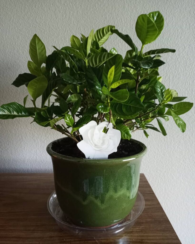 Gardenia