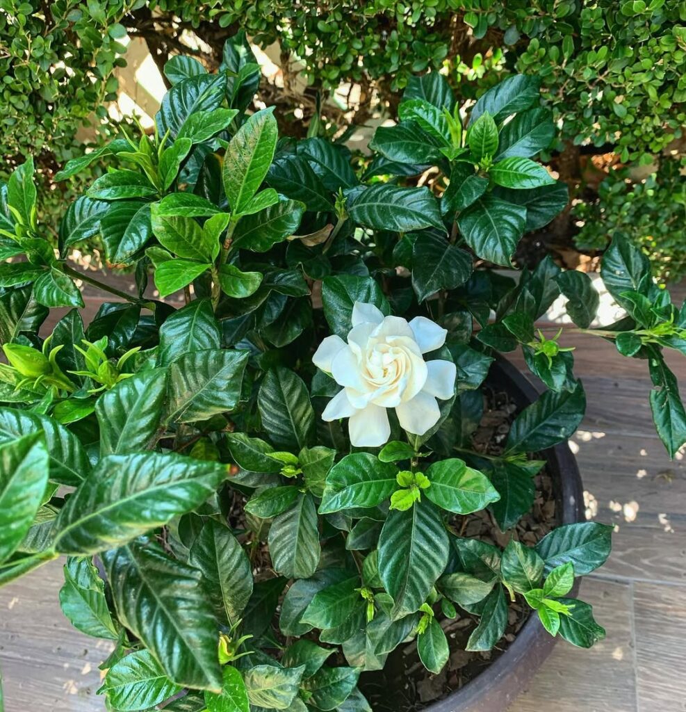 Gardenia jasminoides