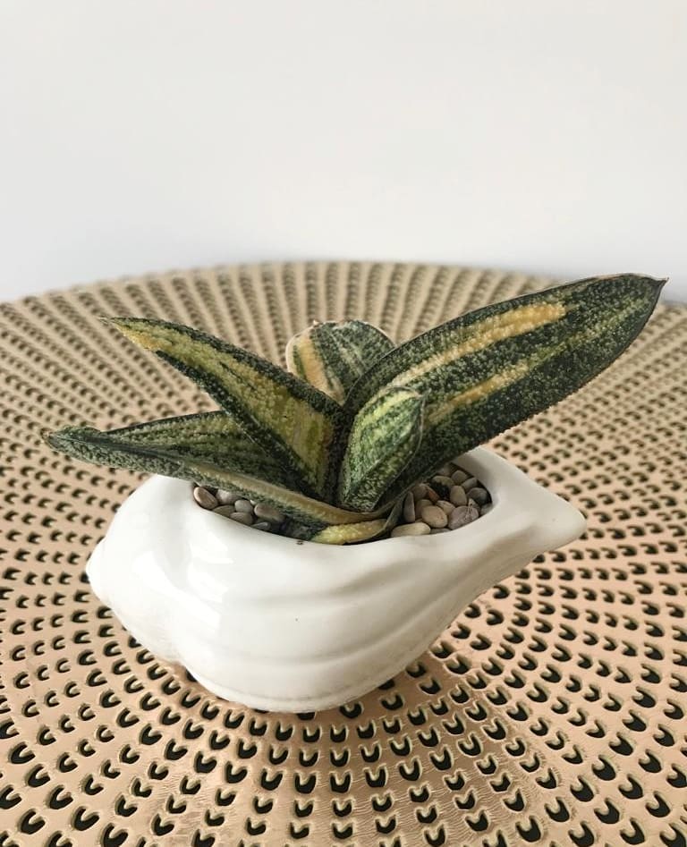 Gasteria