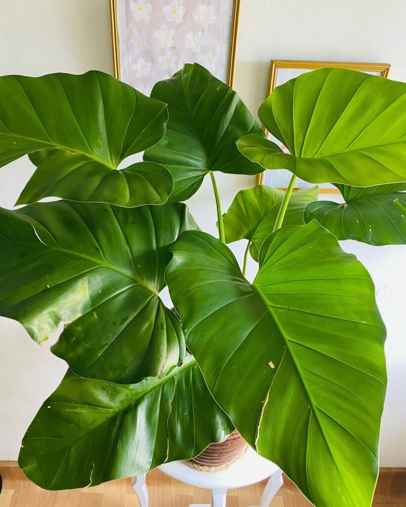 Giant Heart Leaf Philodendron