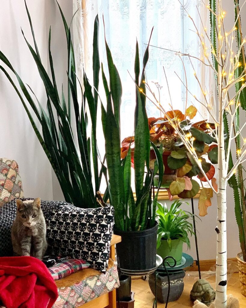 Giant Snake Plant