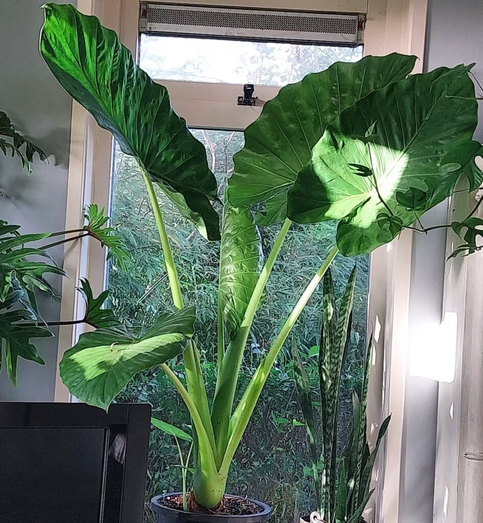 Giant Taro