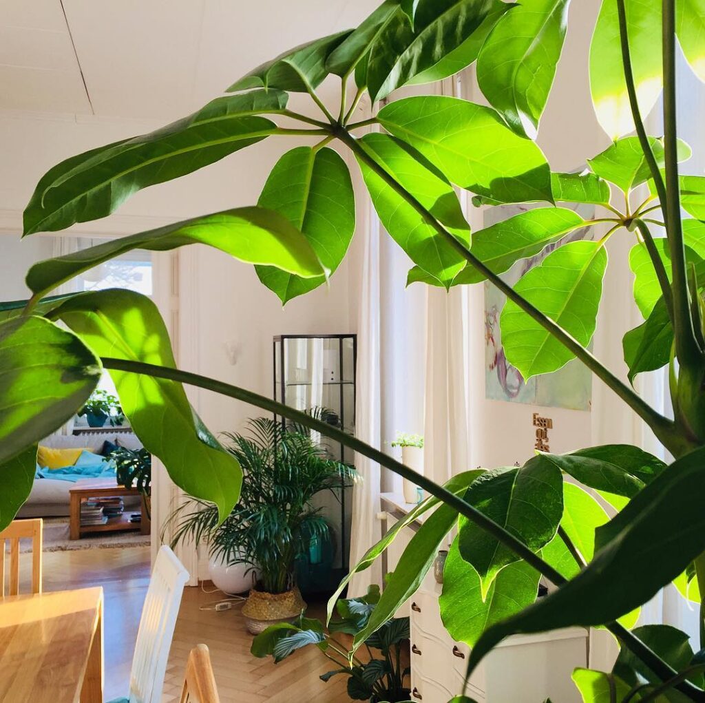 Giant Tropical Umbrella Plant