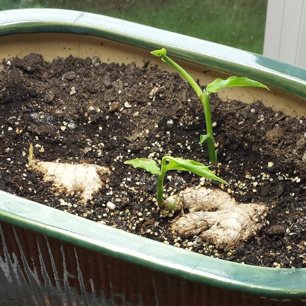 Ginger Root