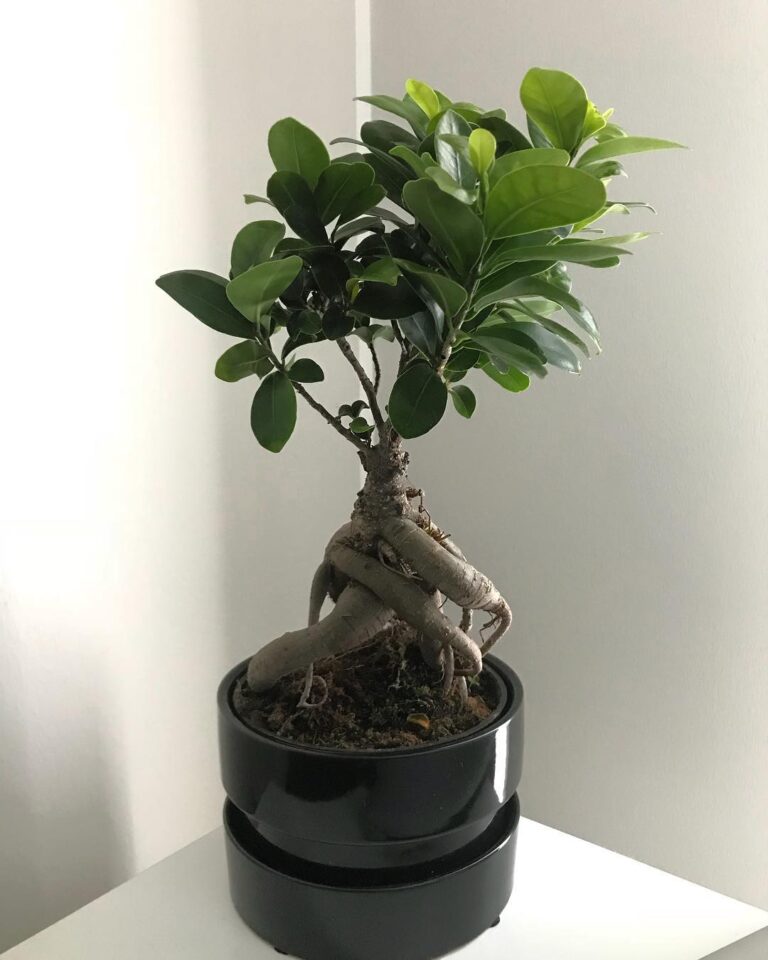 15 Top Ficus Tree Varieties for Your Home | Houseplant Alley