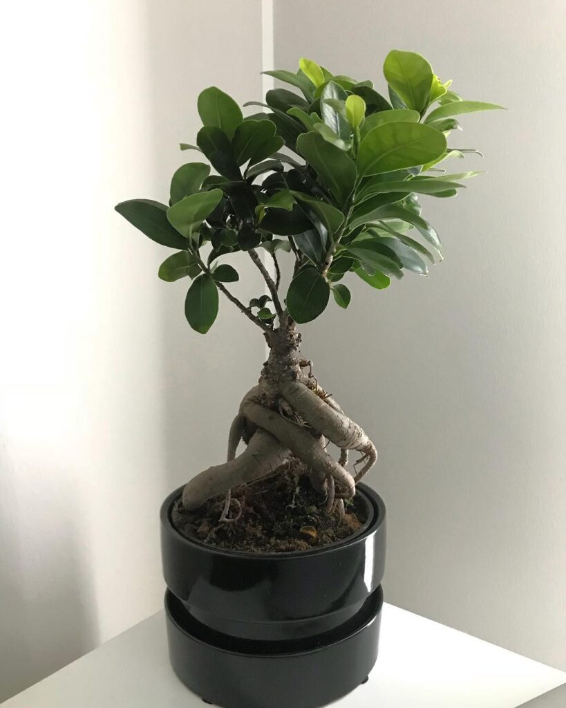 Ginseng Fig
