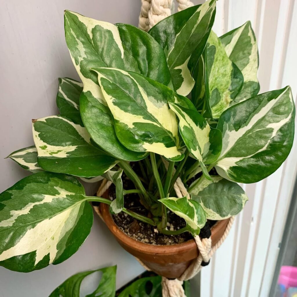 Glacier Pothos