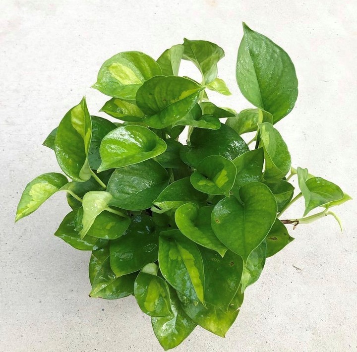 Global Green Pothos