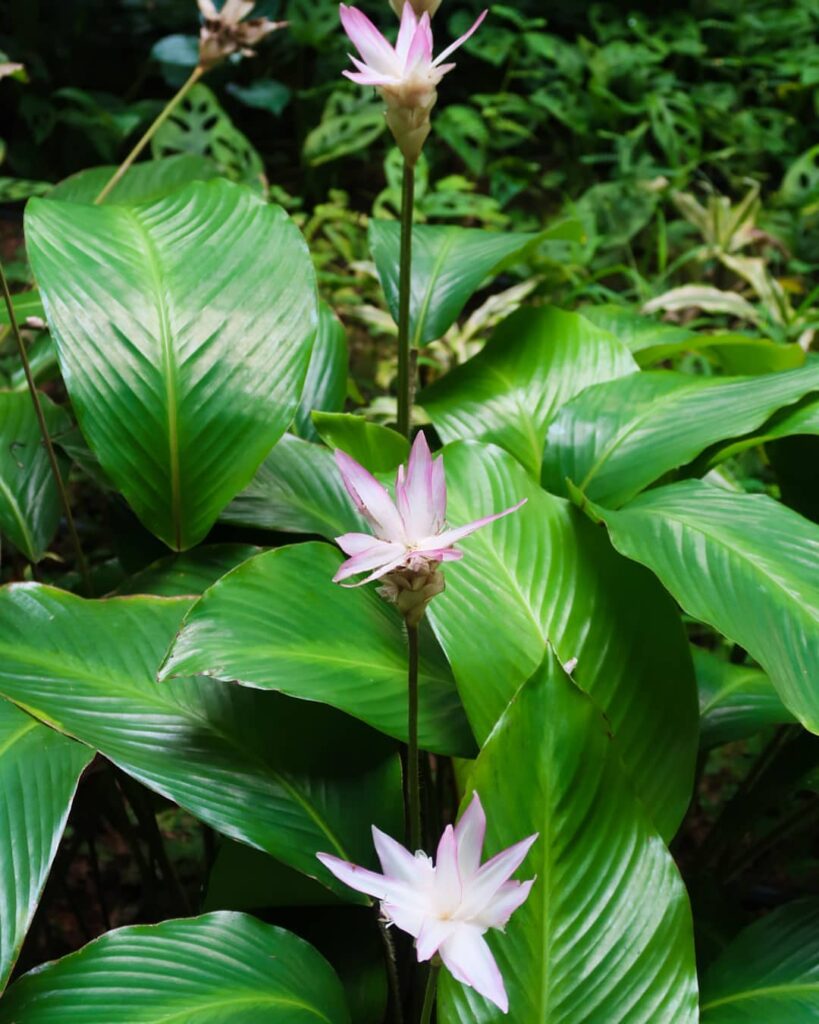 Goeppertia loeseneri