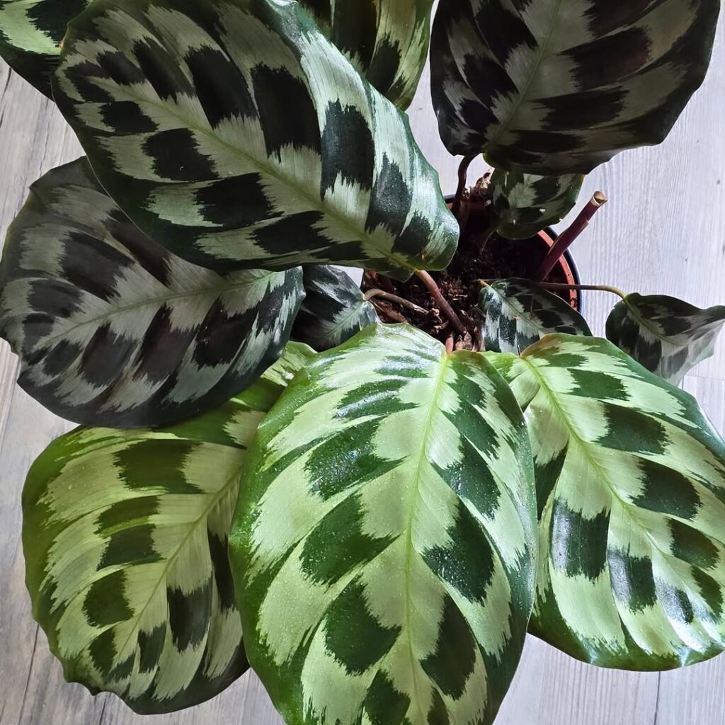 Goeppertia veitchiana