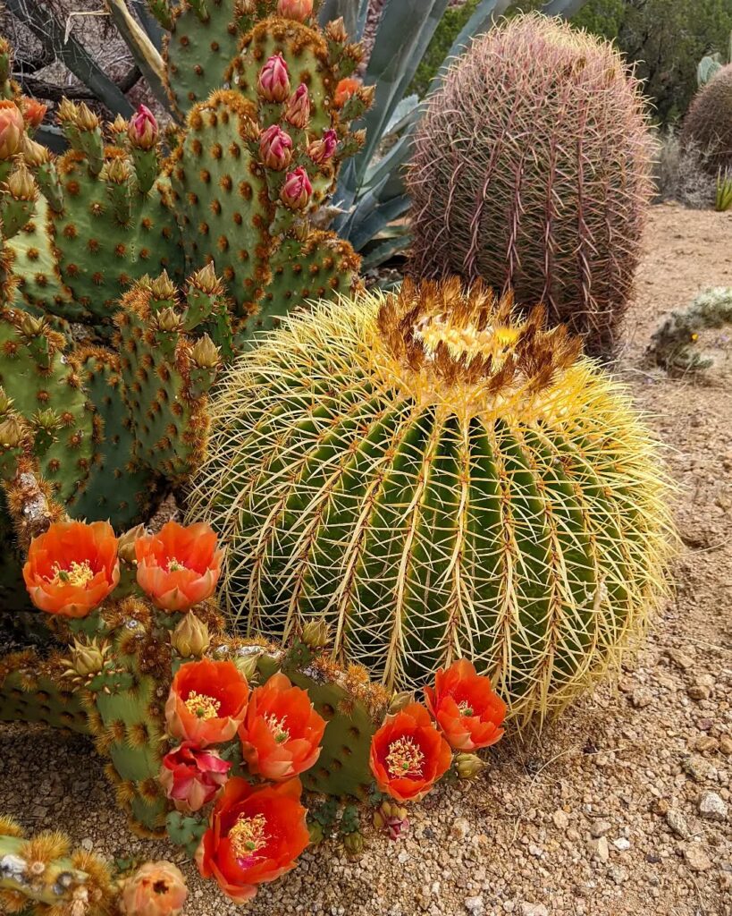 Golden Ball Cactus