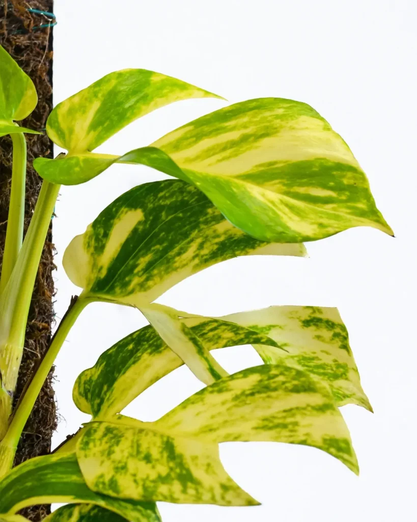 Golden Pothos