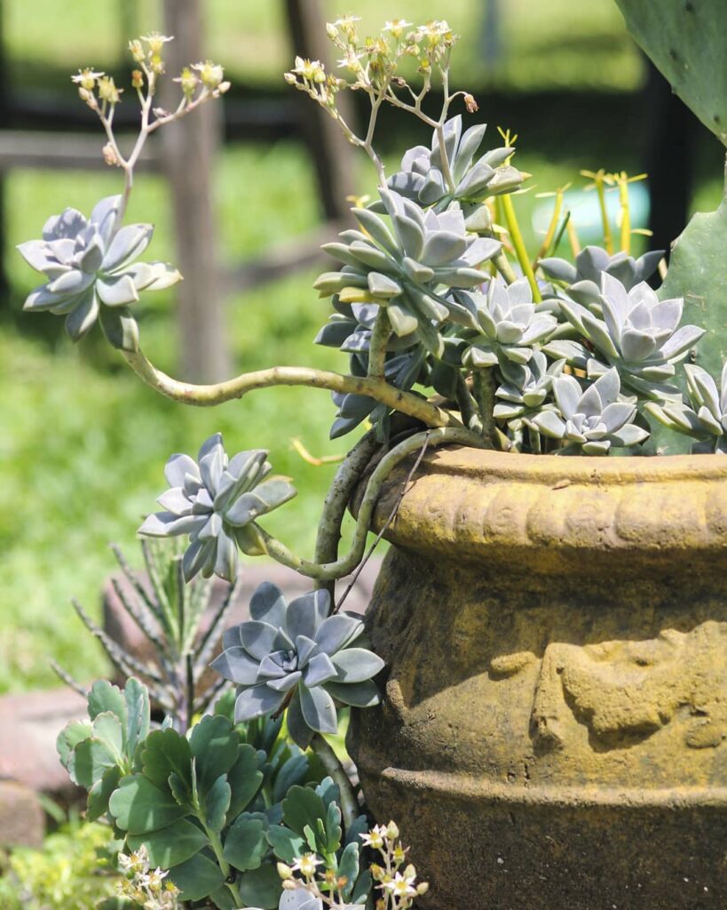 Graptopetalum paraguayense