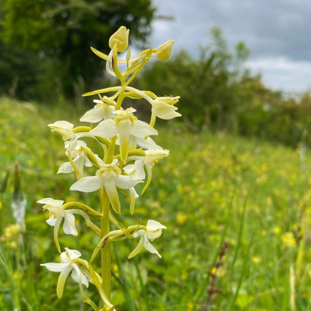 Greater Butterfly Orchid
