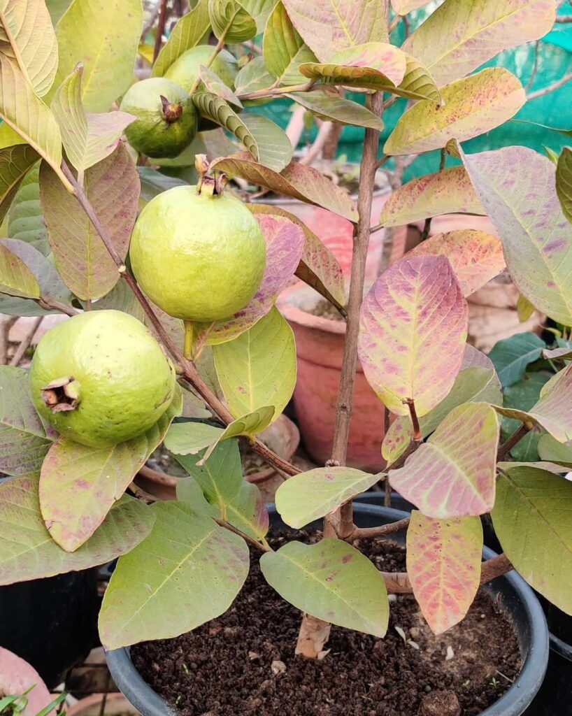 Guava Tree