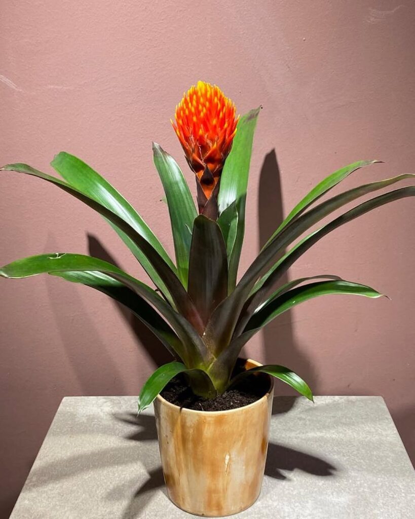 Guzmania Hope