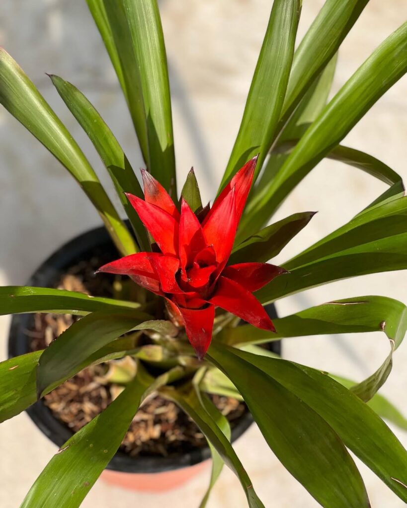 Guzmania Lingulata