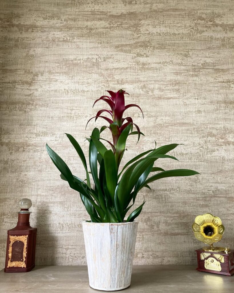 Guzmania Rana