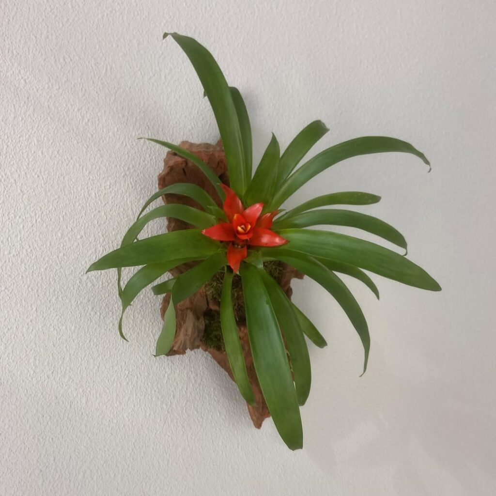 Guzmania Tempo