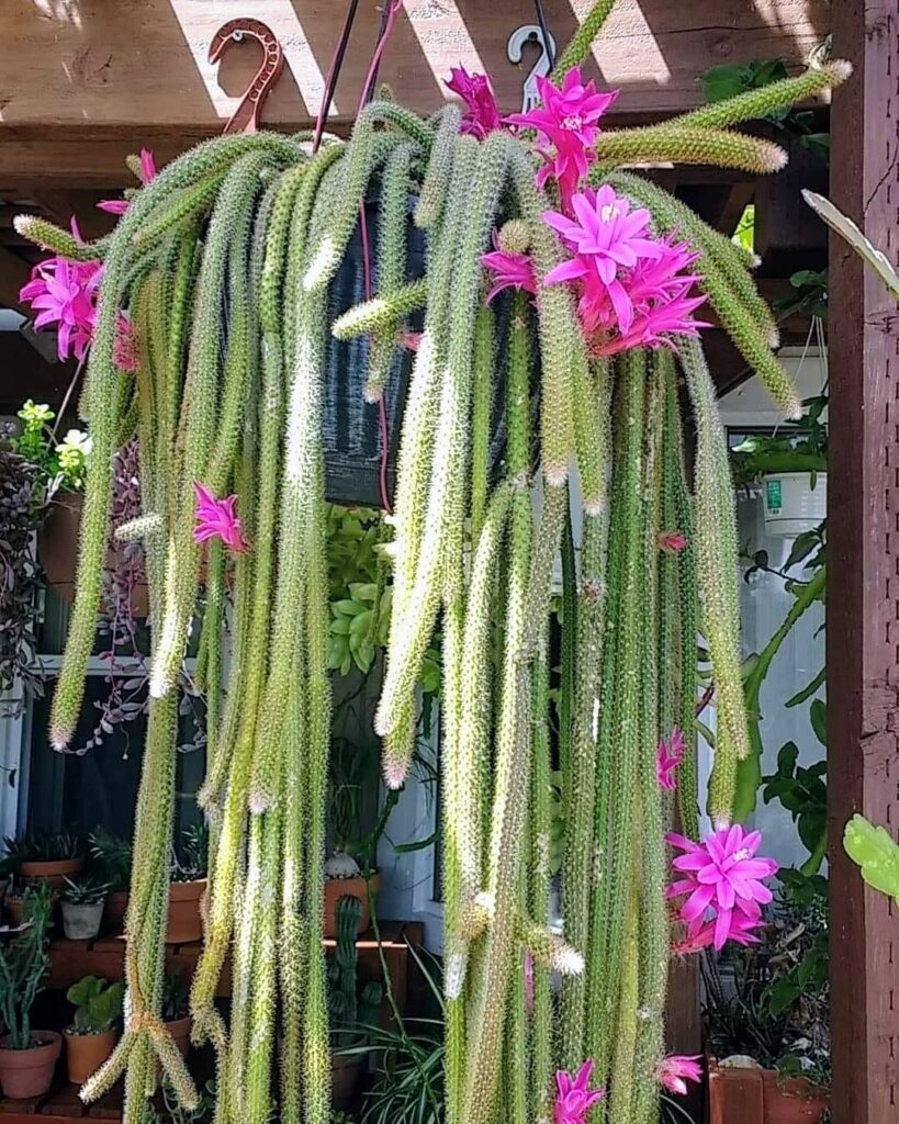 Hanging Rat Tail Cactus