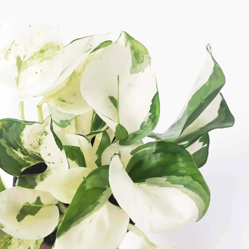 Harlequin Pothos