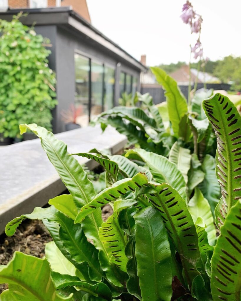 Harts Tongue Fern