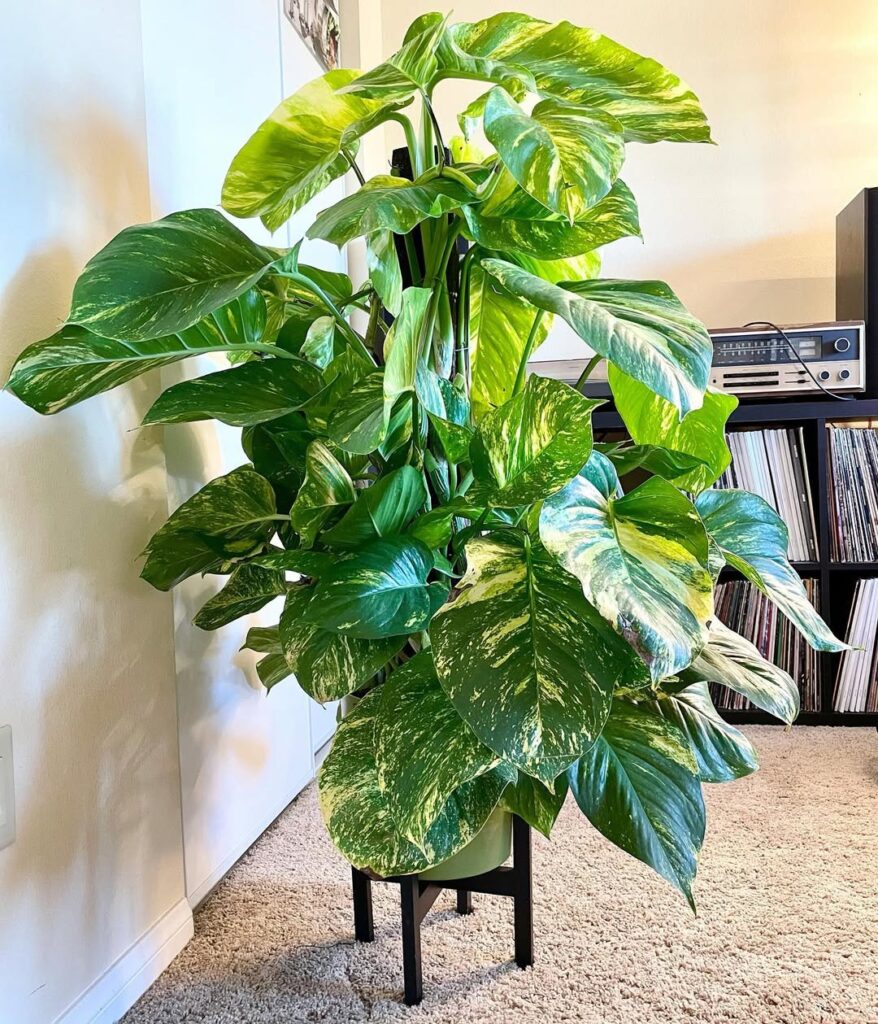 Hawaiian Pothos