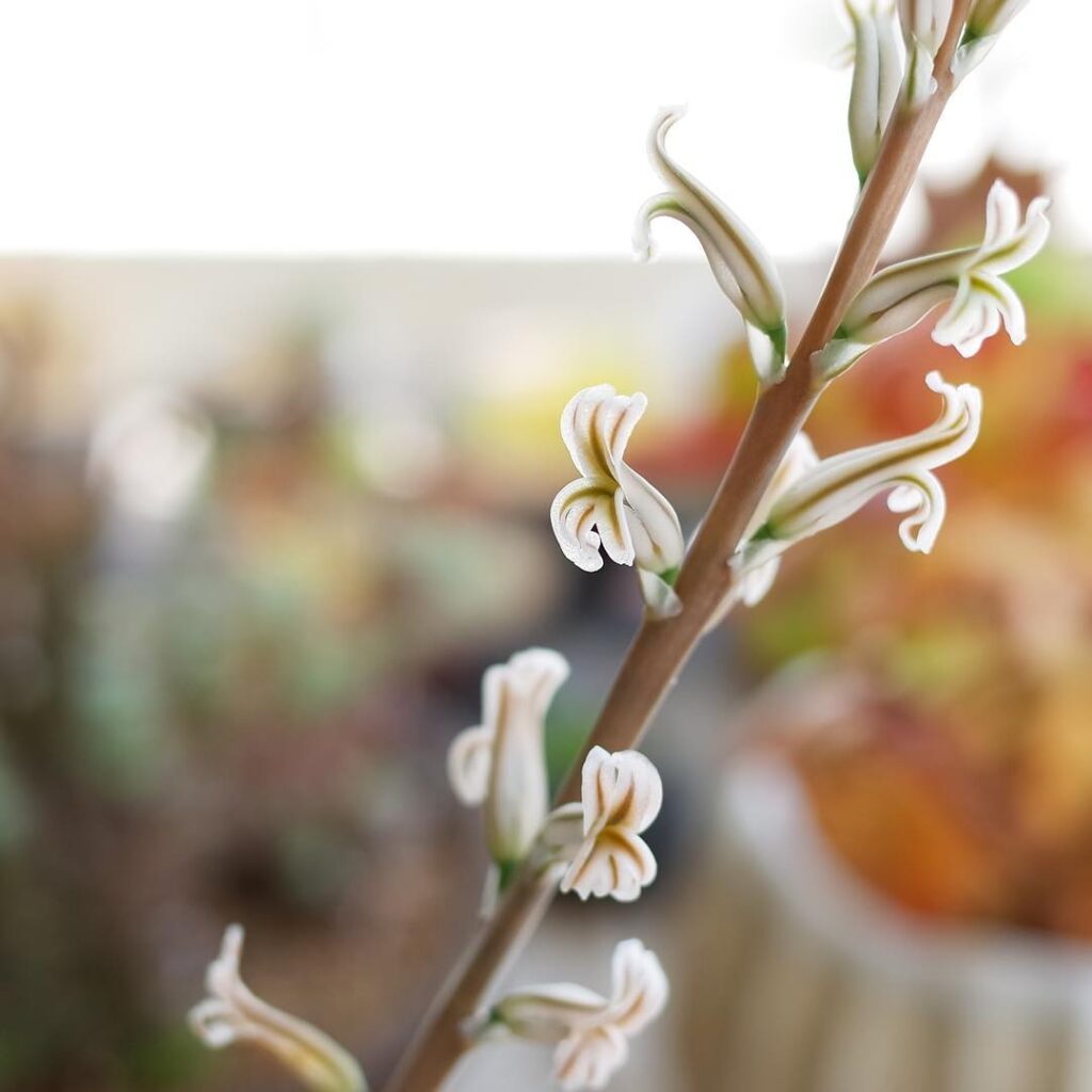 Haworthia cooperi