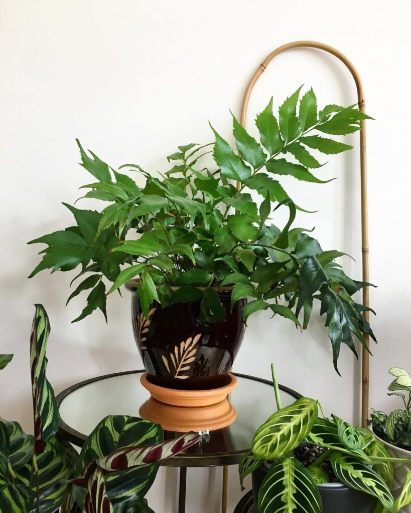 Holly Fern