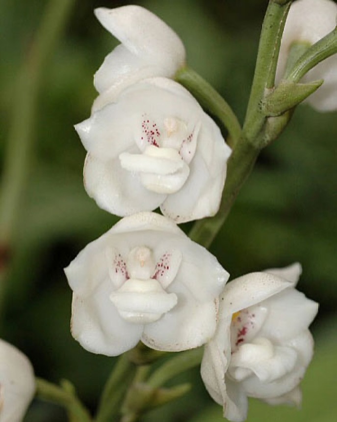 Holy Ghost Orchid