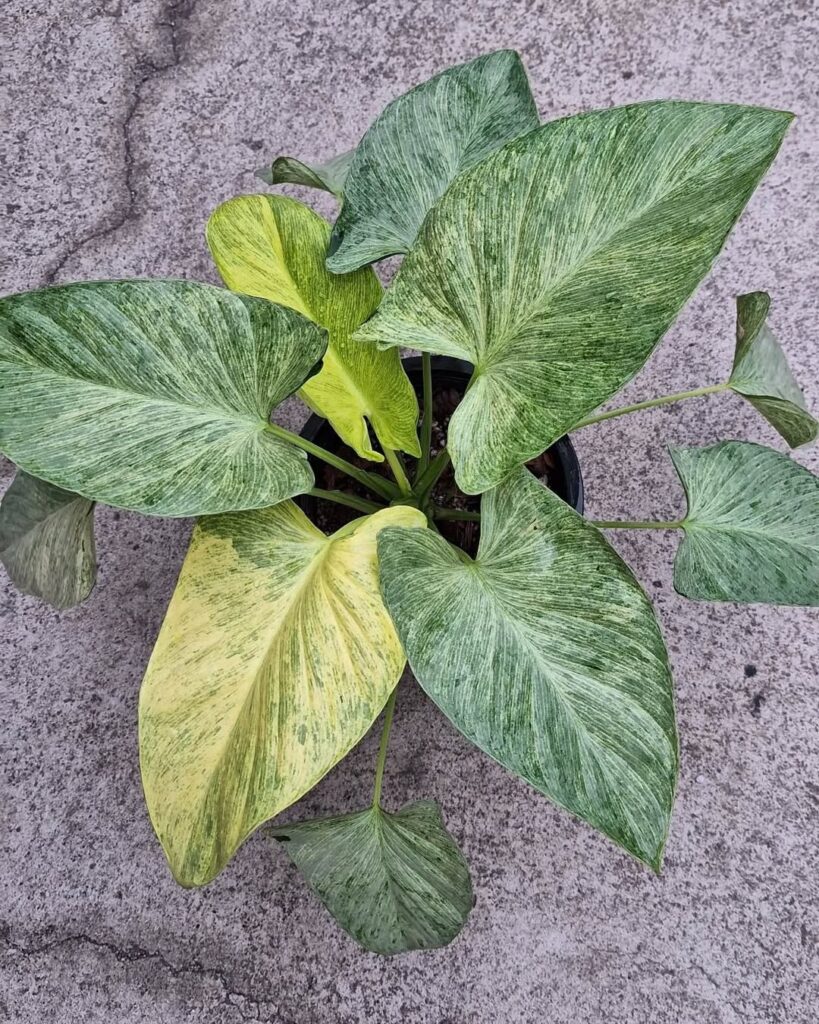 Homalomena Cream Frost