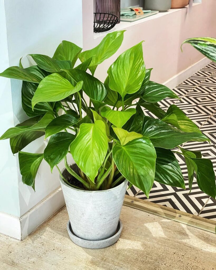Homalomena Lemon Lime