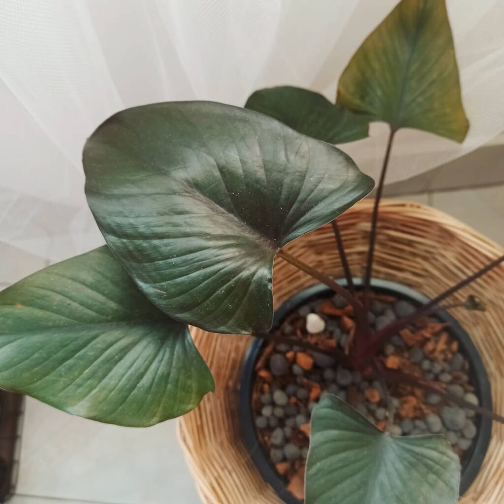 Homalomena aromatica