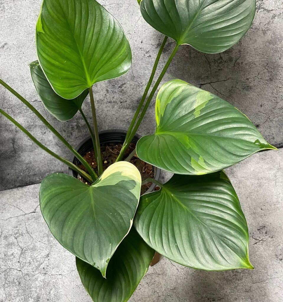 Homalomena expedita Variegata