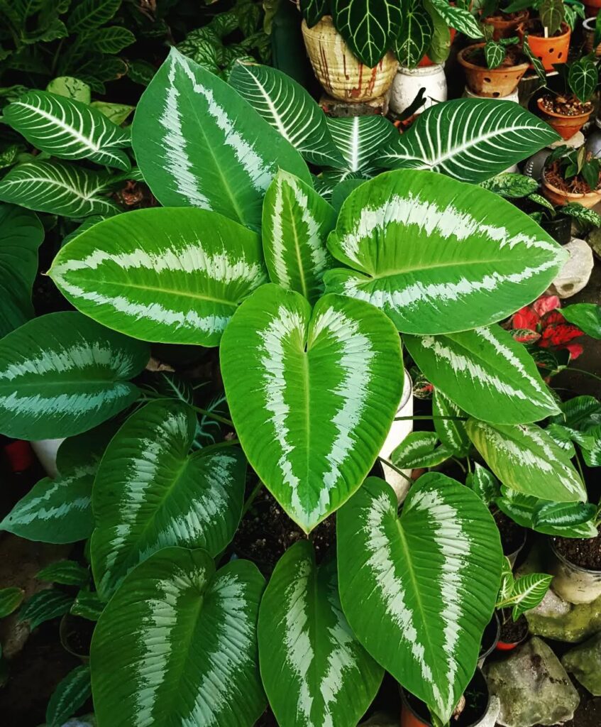Homalomena griffithii