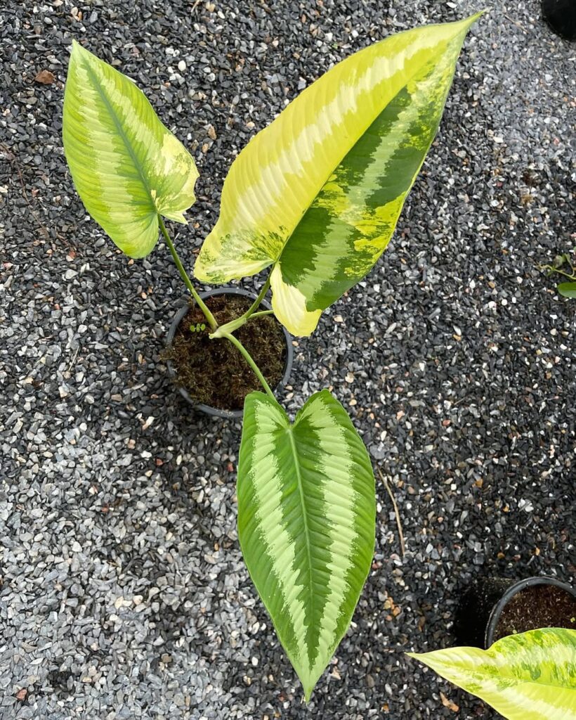 Homalomena griffithii Variegata