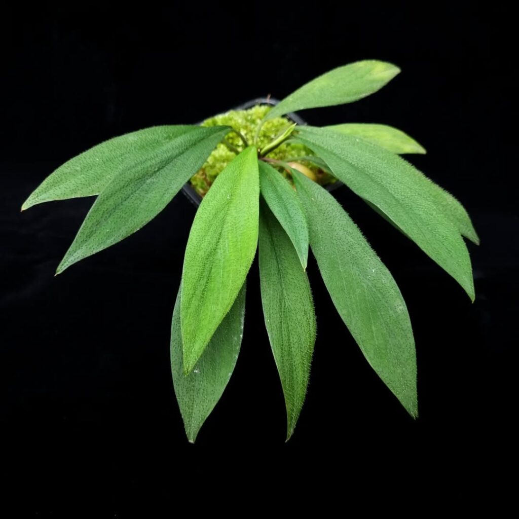 Homalomena hasei