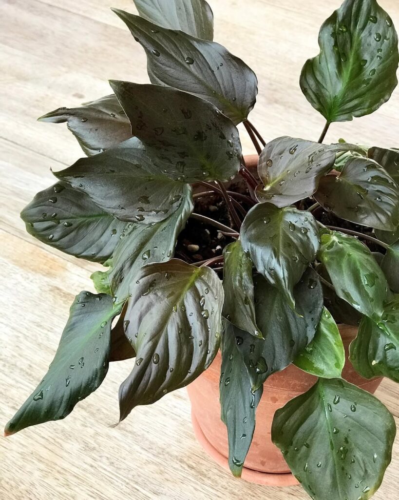 Homalomena humilis