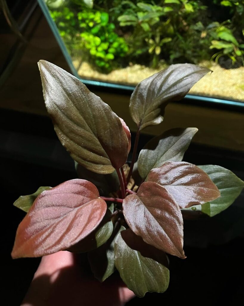 Homalomena humilis Red