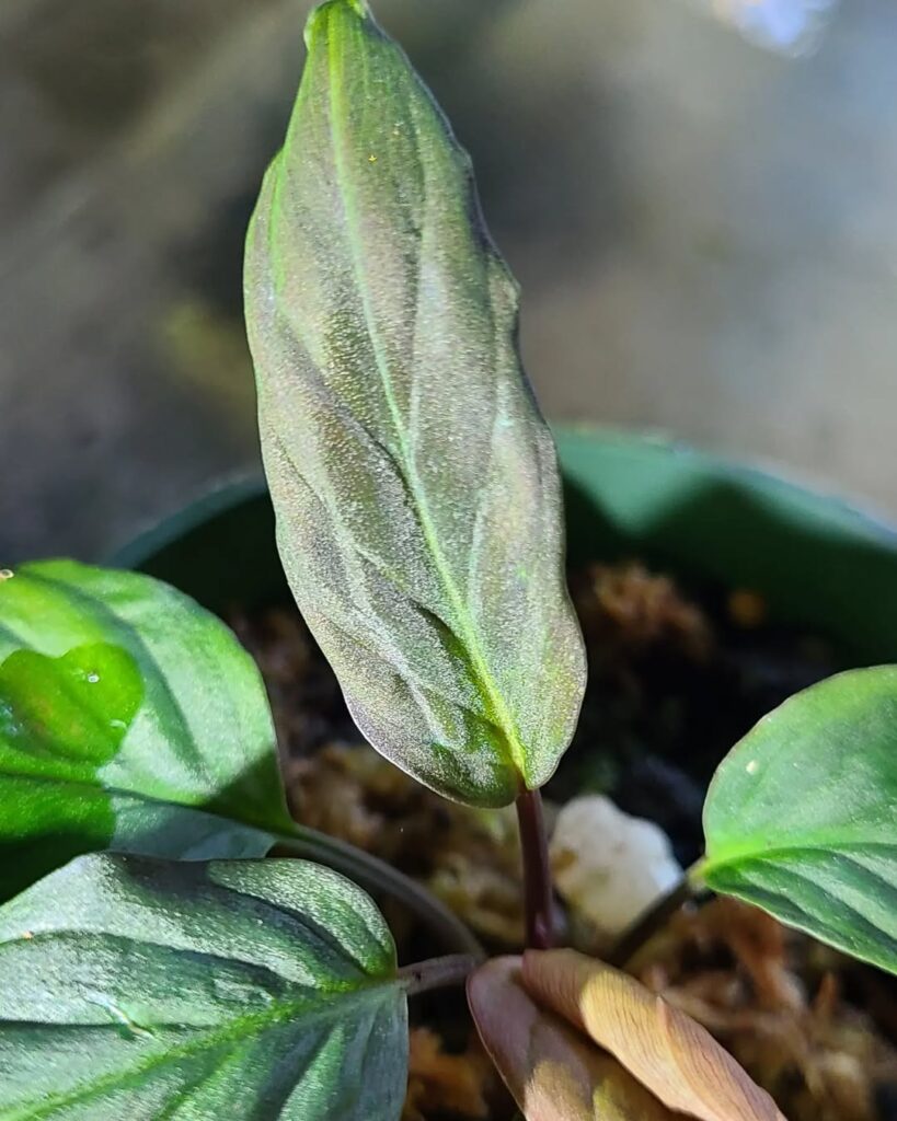 Homalomena insignis plant