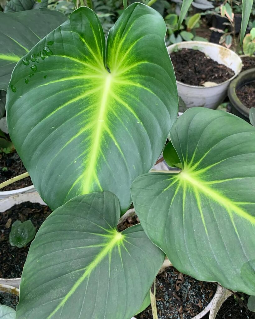 Homalomena lindenii