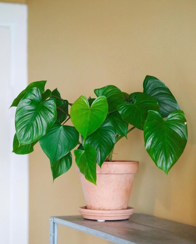 Homalomena occulta
