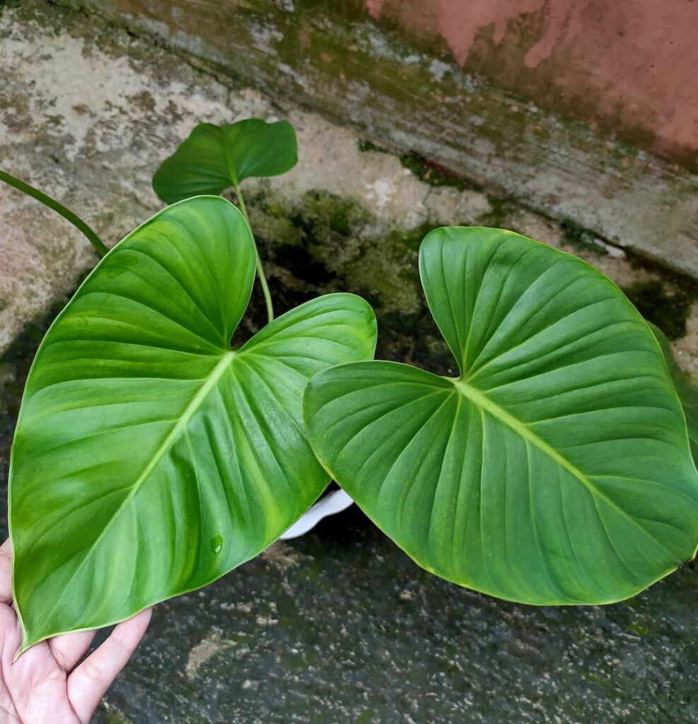 Homalomena pendula