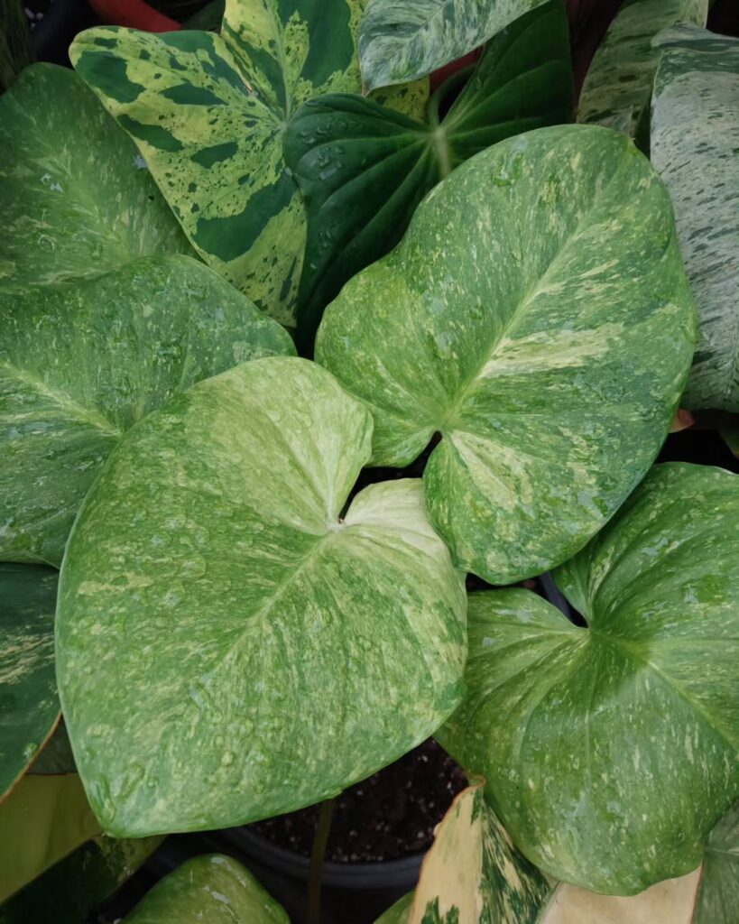 Homalomena pendula Mint Variegata