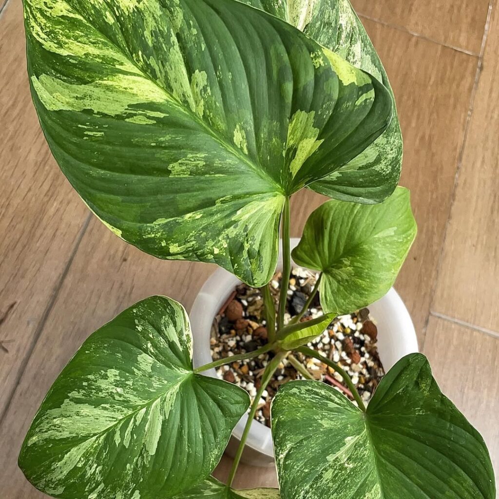 Homalomena pendula Variegated