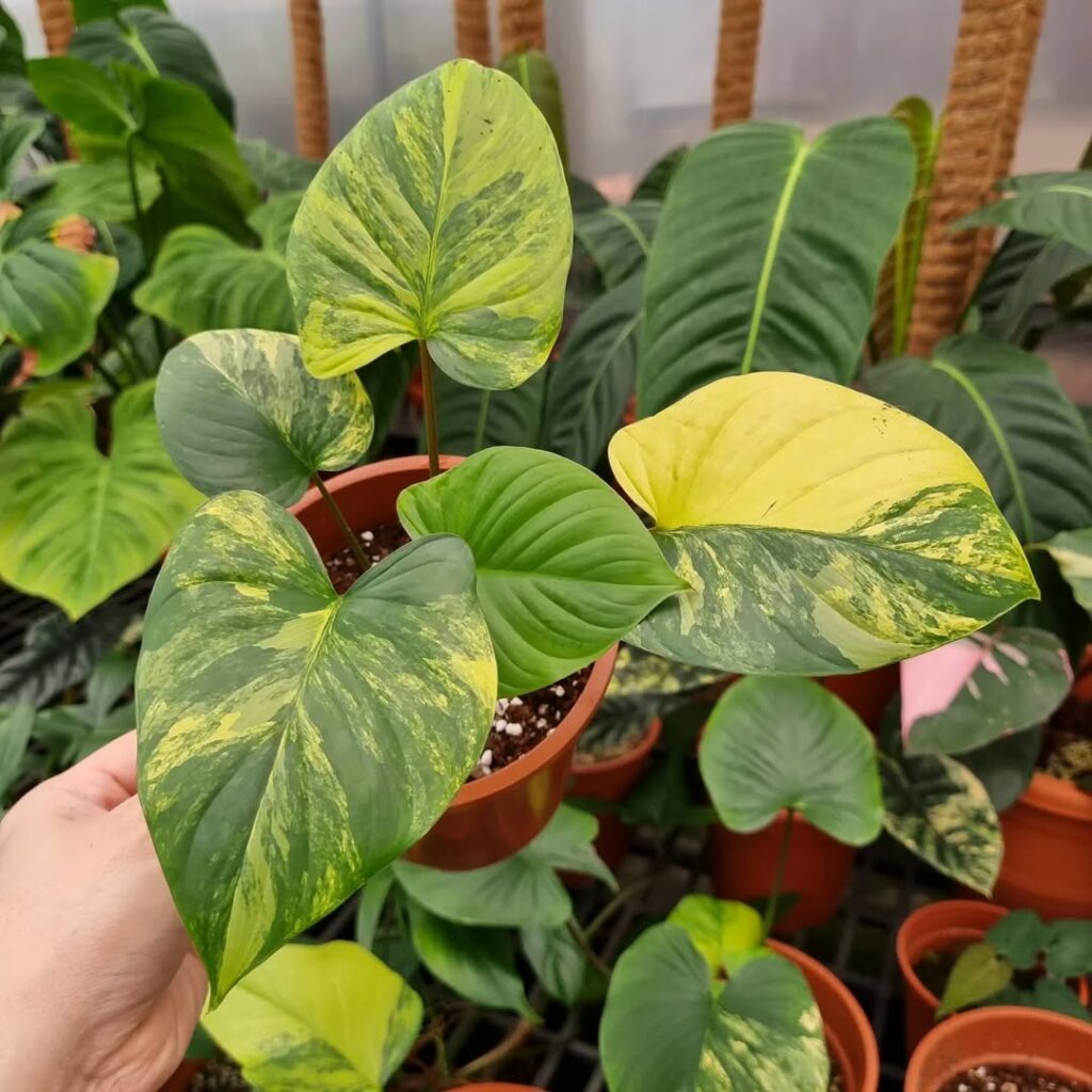 Homalomena pendula Yellow Sapphire