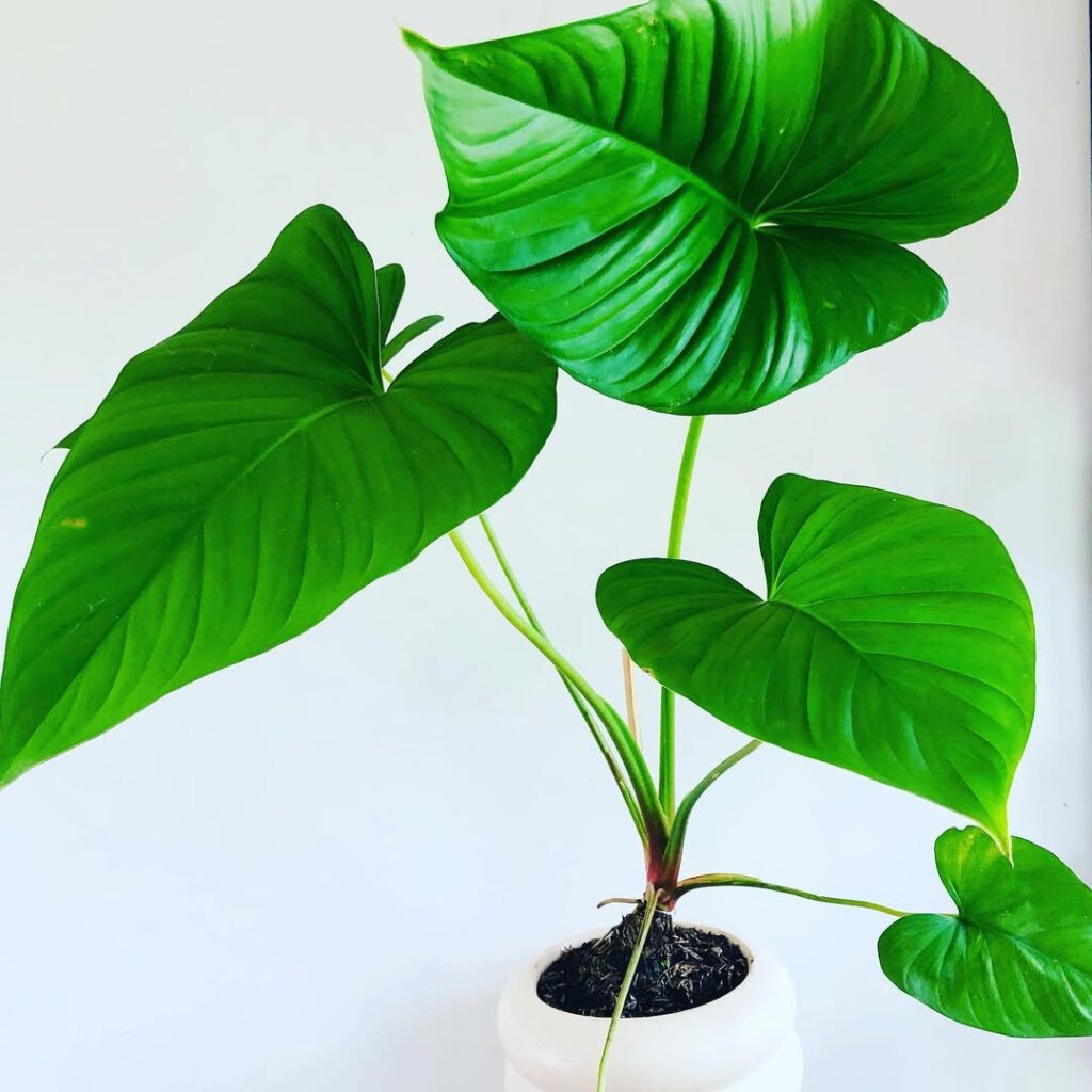Homalomena philippinensis