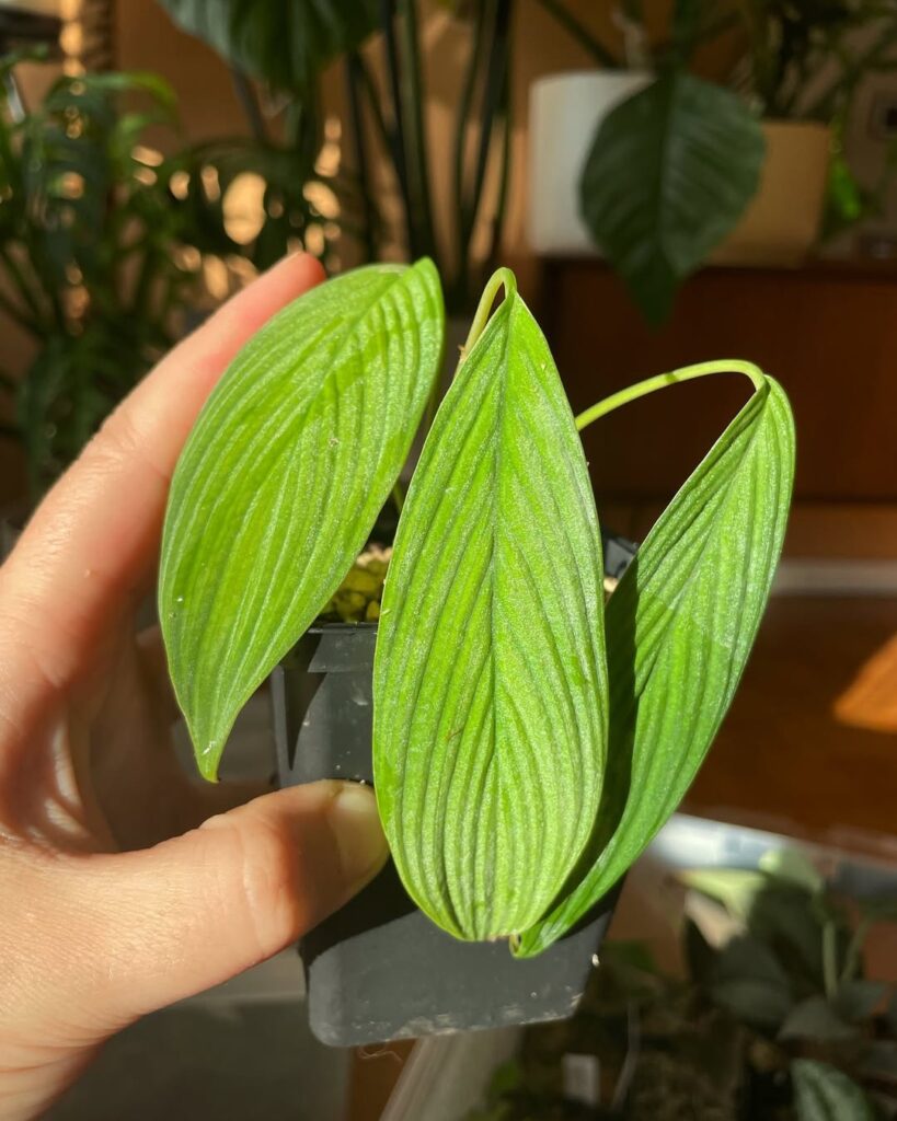 Homalomena plicata