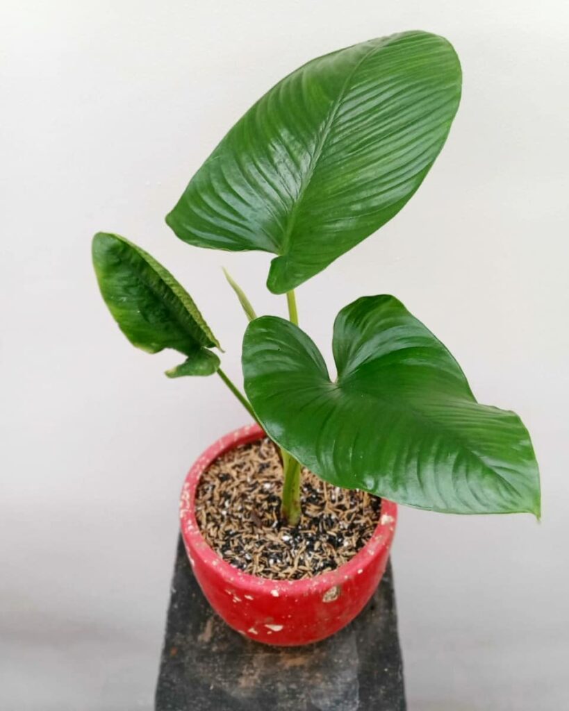 Homalomena rostrata